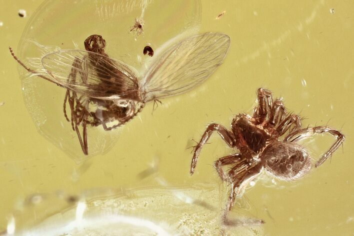 Detailed Fossil Spiders, Moth Fly, and Long-Legged Fly in Baltic Amber #381227